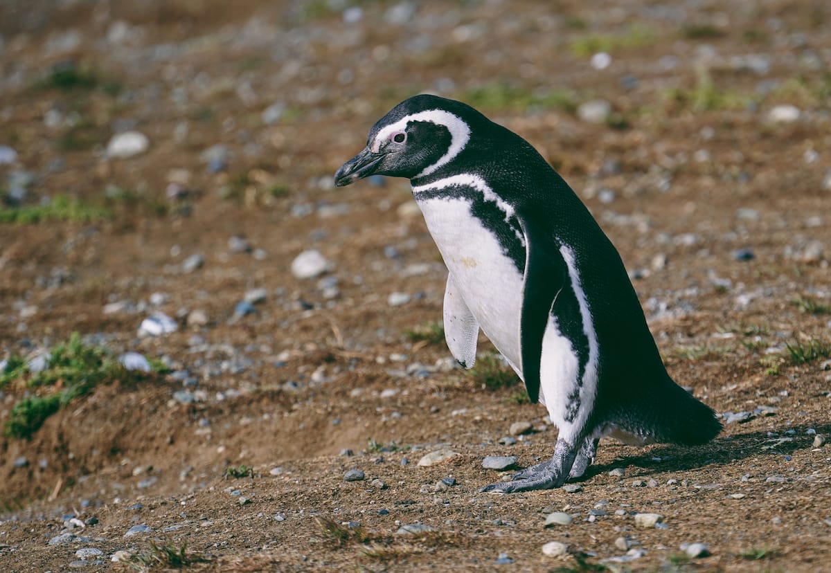 Magellan penguin on Isla Magdalena