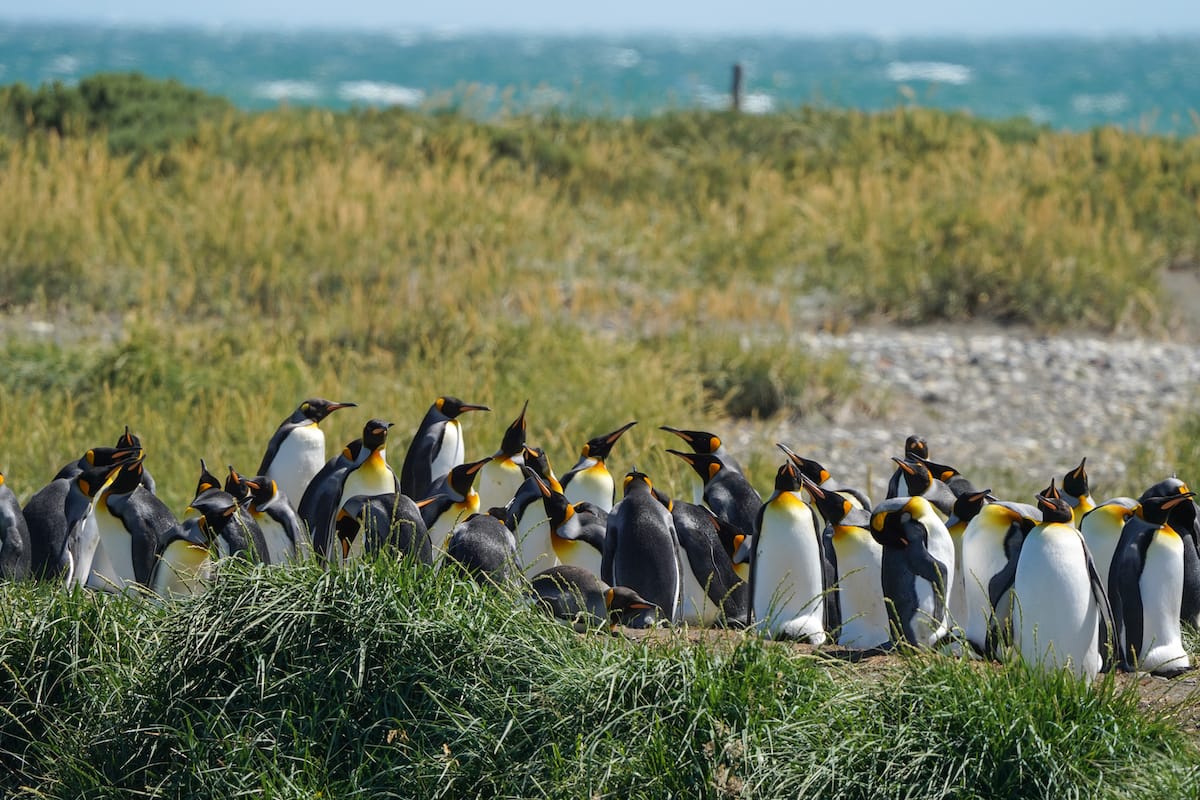 The King Penguin colony on Tierra del Fuego