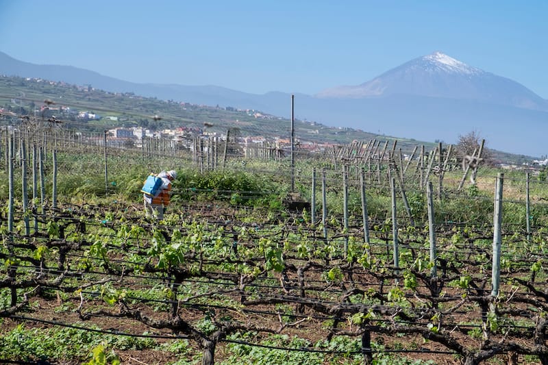Vineyards of Tacoronte