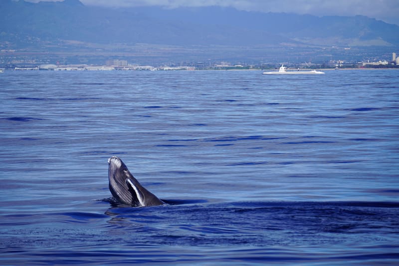 Whale watching in Honolulu - a baby humpback I saw!