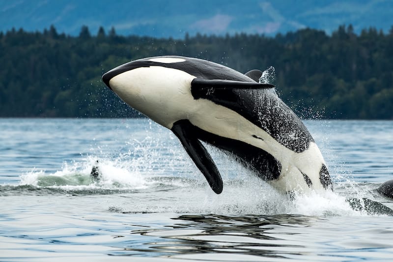 Whale watching is a popular thing to do on Vancouver Island