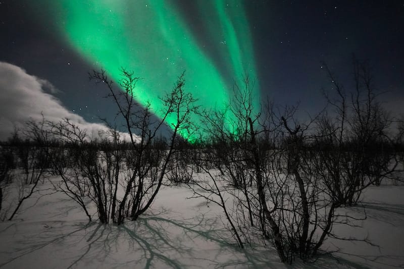 Stunted birch forests around Abisko