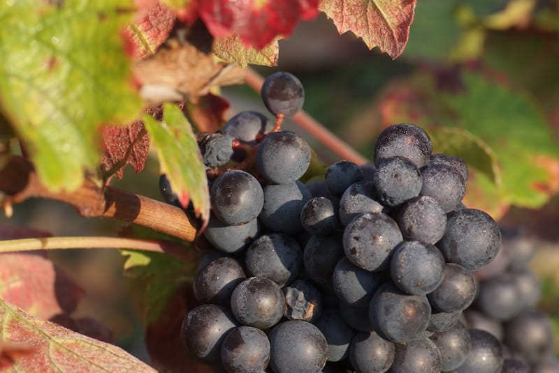 Gamay grapes in Beaujolais_18870223