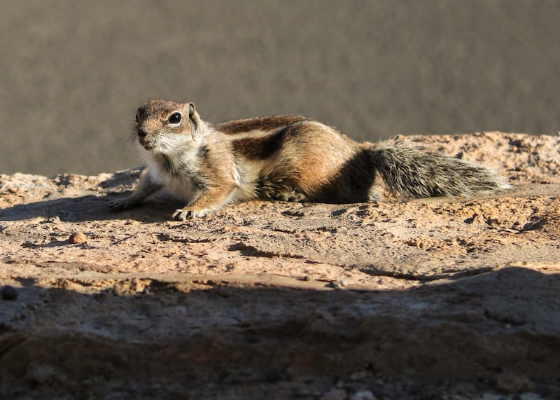 Furry friends at the caves