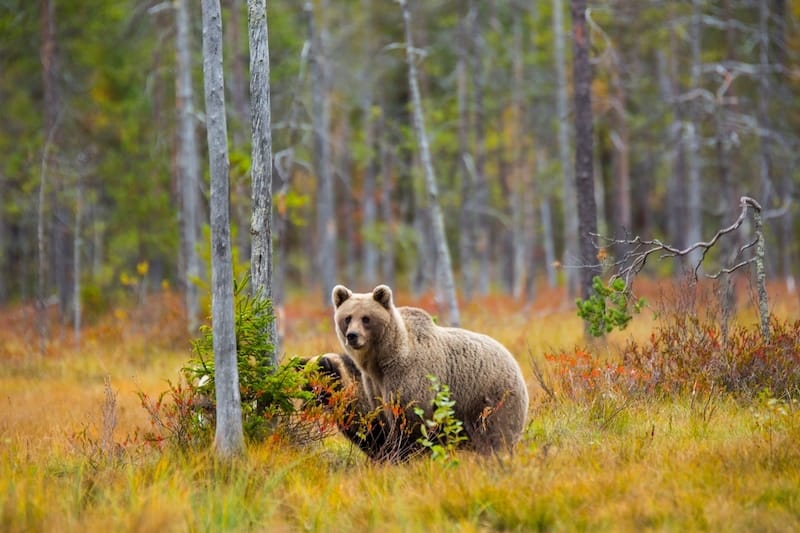 Kuusamo