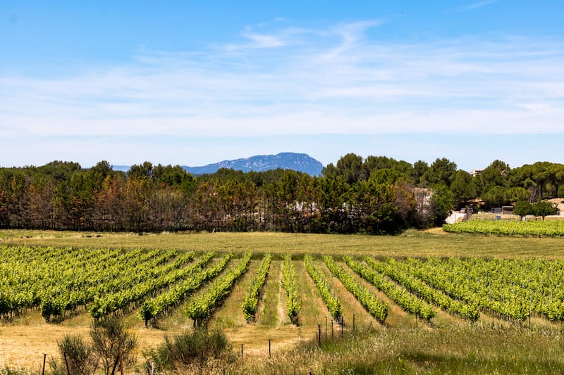 Pic Saint-Loup vineyard