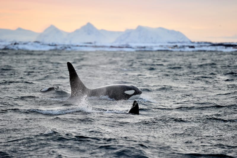 Whale watching in Tromso