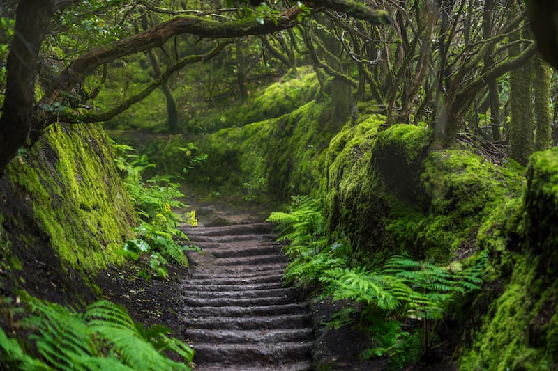 Anaga Rural Park path