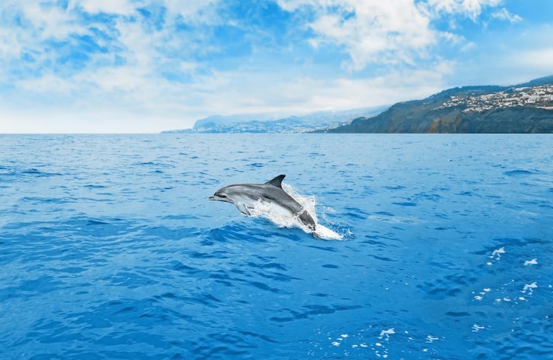 Dolphin watching off of Madeira
