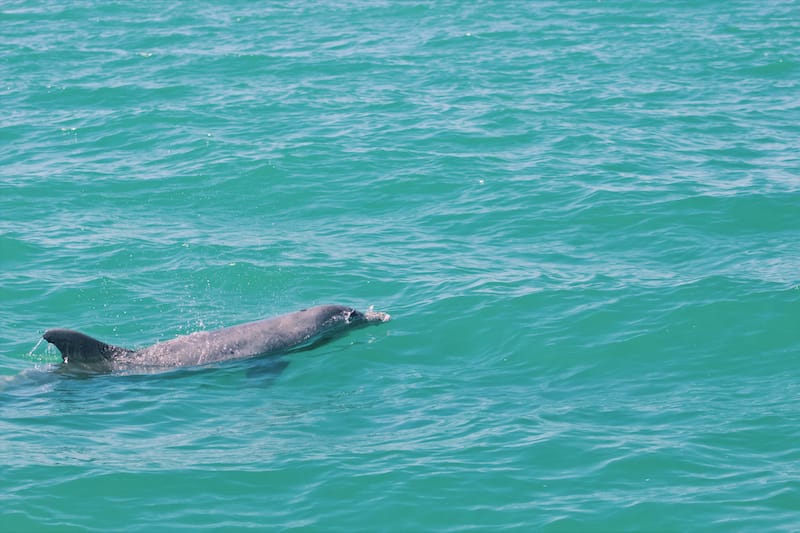 Dolphins in Clearwater Beach