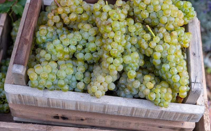 Freshly harvested grapes in Champagne