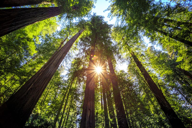 Humboldt Redwoods State Park