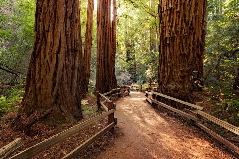 Muir Woods National Monument is one of the top places in Northern California