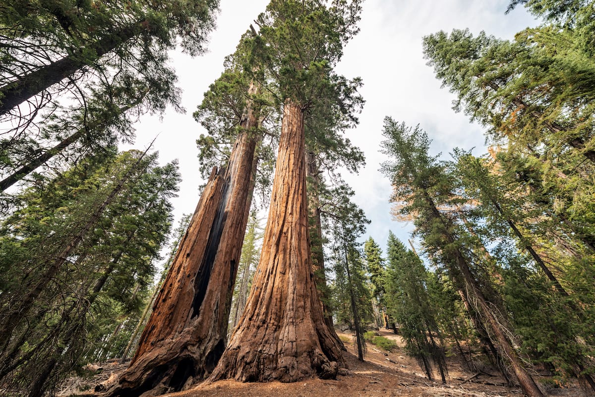 Redwood National Park