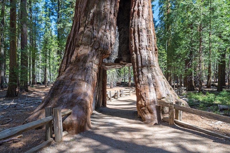 Sequoia National Park