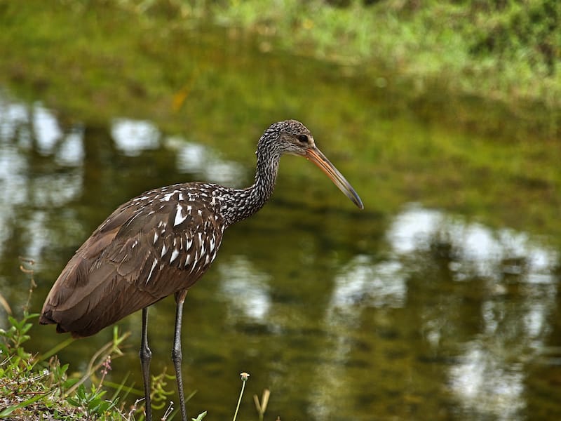 Shingle Creek Regional Park