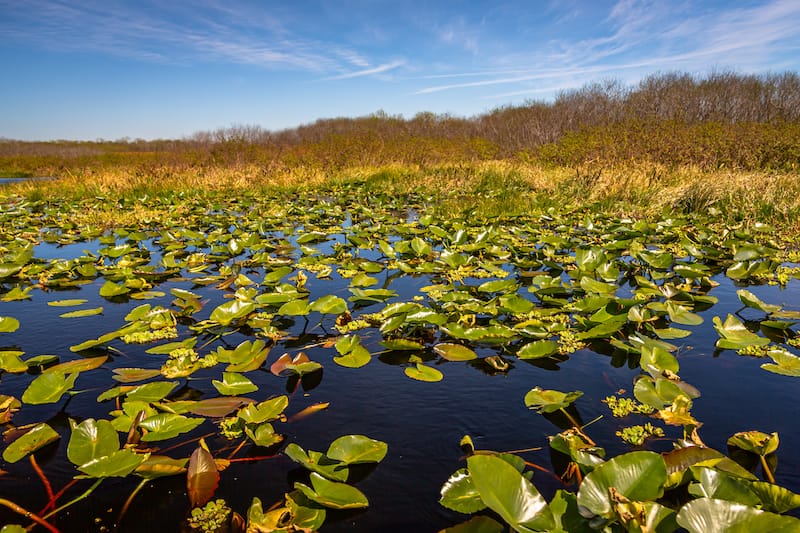 Wetlands around Orlando