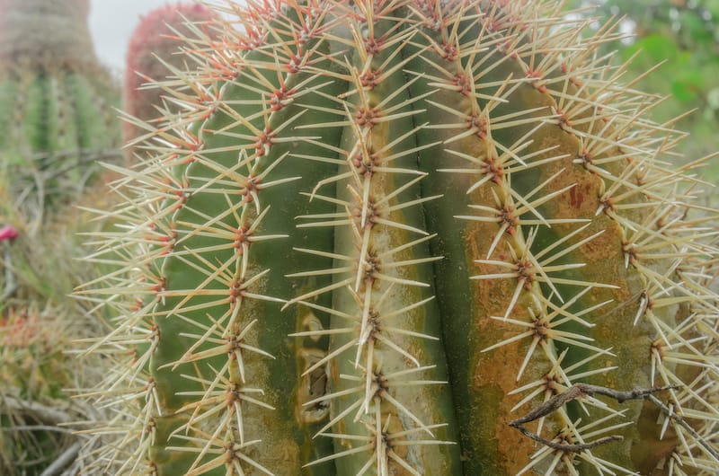 Cactus along the rough trail