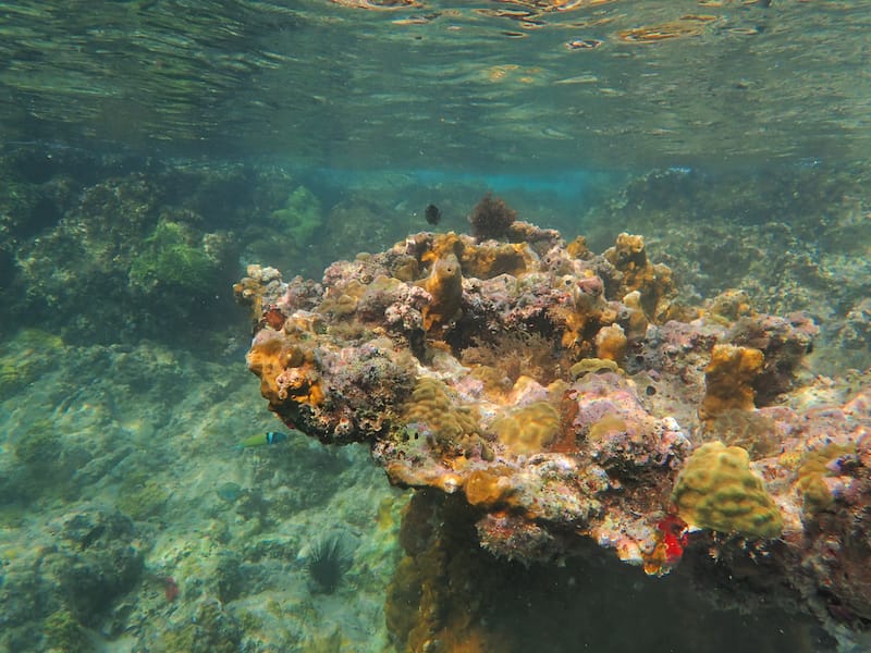 Coral in Waterlemon Cay