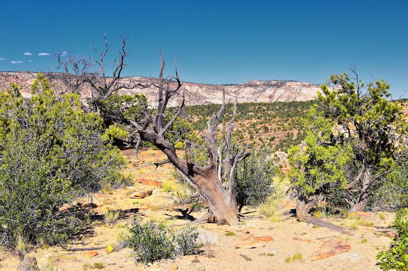 Escalante Petrified Forest State Park