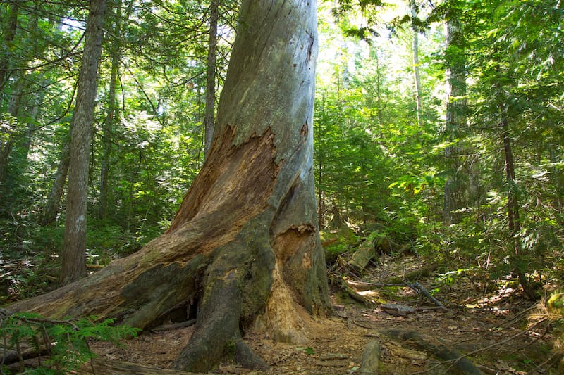 Estivant Pines Nature Sanctuary