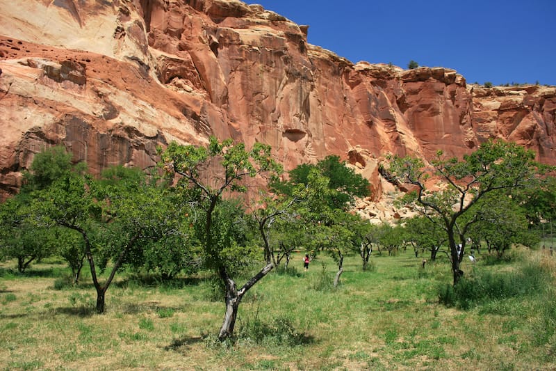 Fruit trees in Capital Reef National Park
