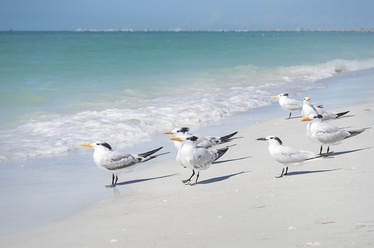 Sand Key Beach