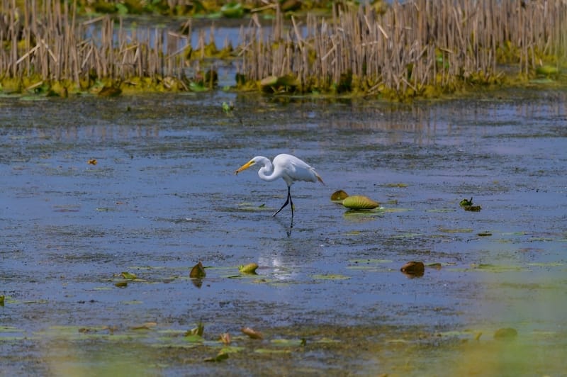 Shiawassee National Wildlife Refuge