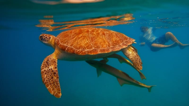 The residents of Maho Bay Beach