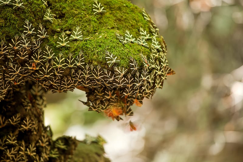 Valley of the Butterflies on Rhodes