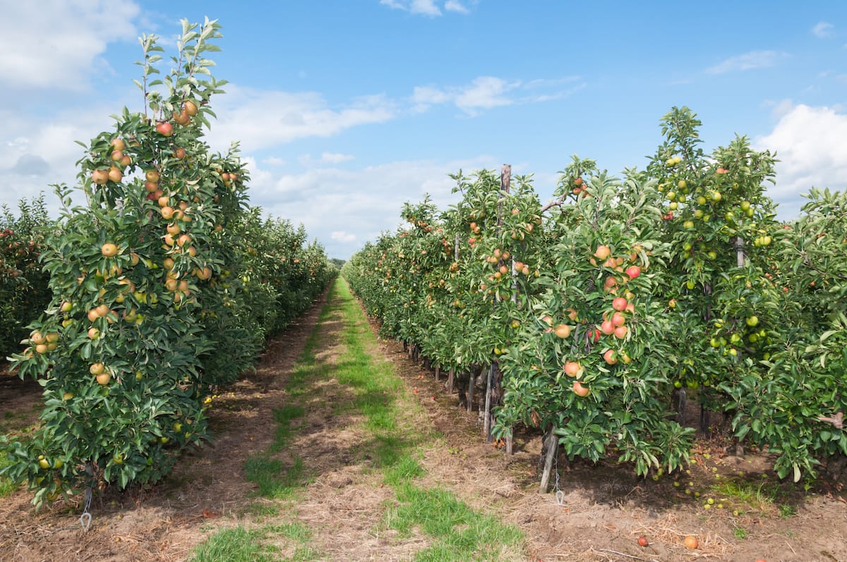 Apple picking in Michigan