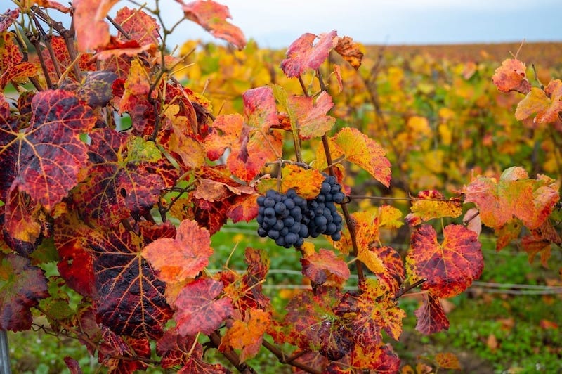 Autumn in Champagne is a can't-miss time of year!