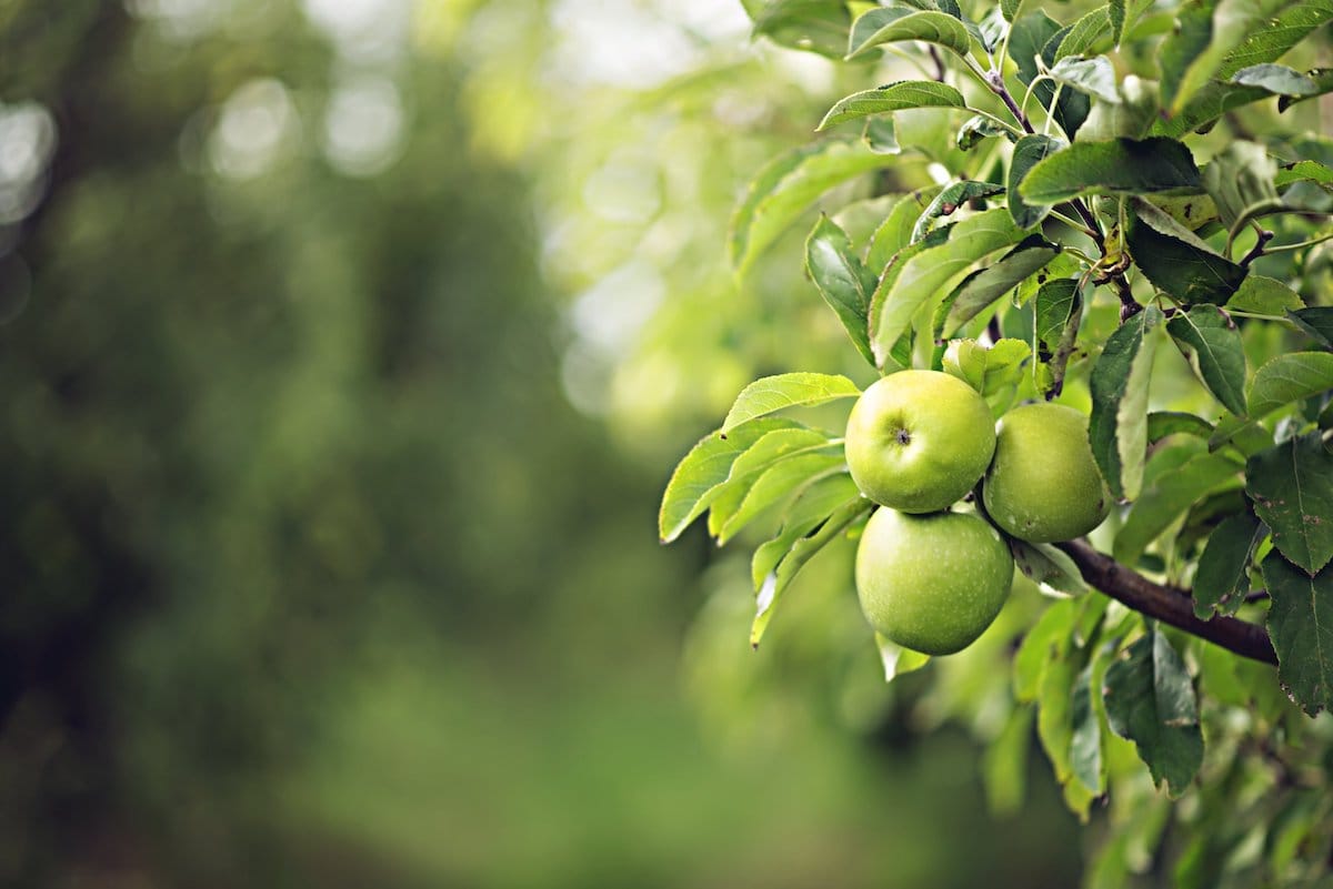 Best apple orchards in Michigan 