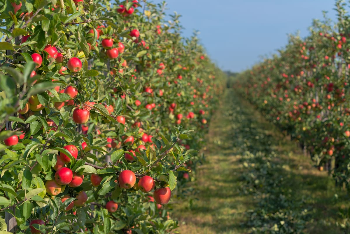 Best apple orchards in Wisconsin