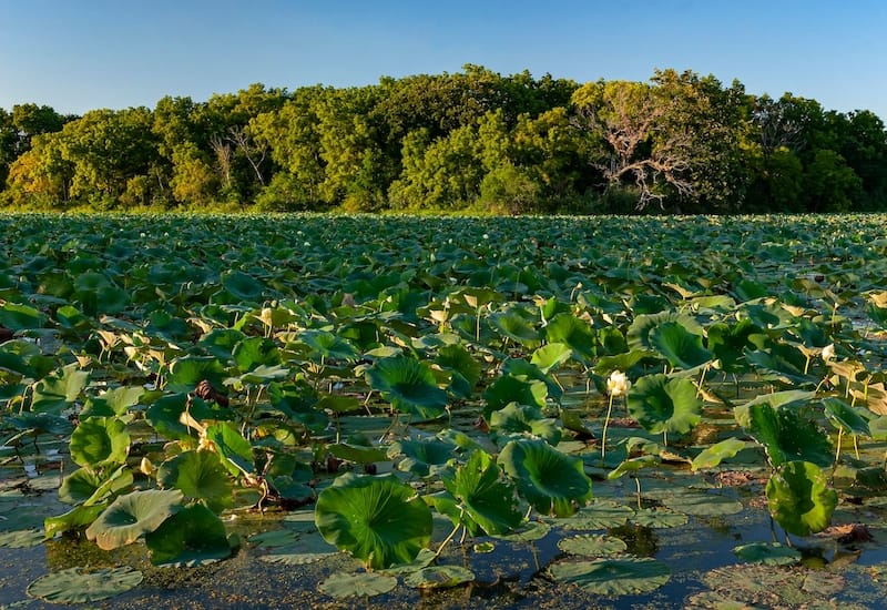 Des Plaines State Fish and Wildlife Area