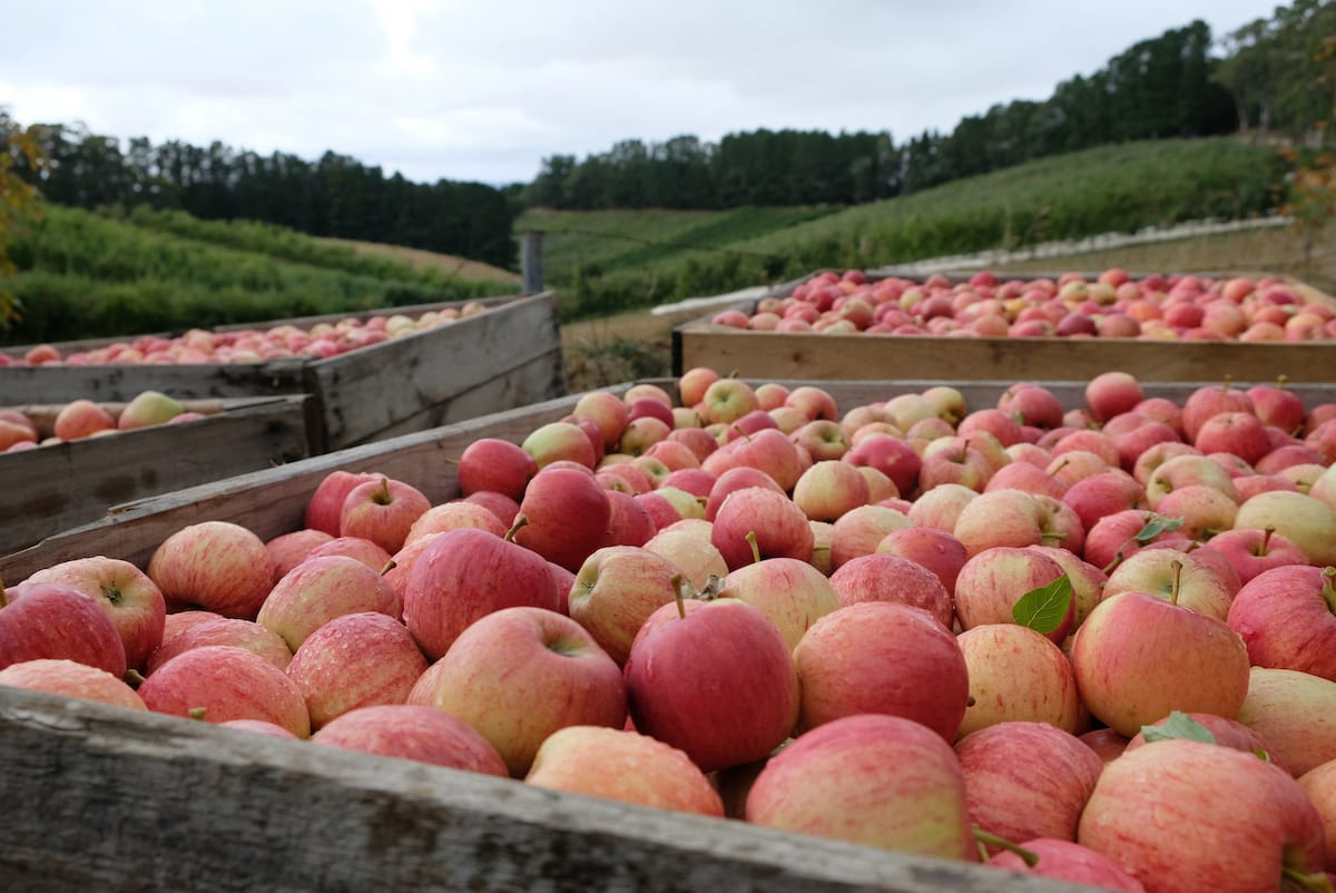 U-Pick Honeycrisp - Blake Farms