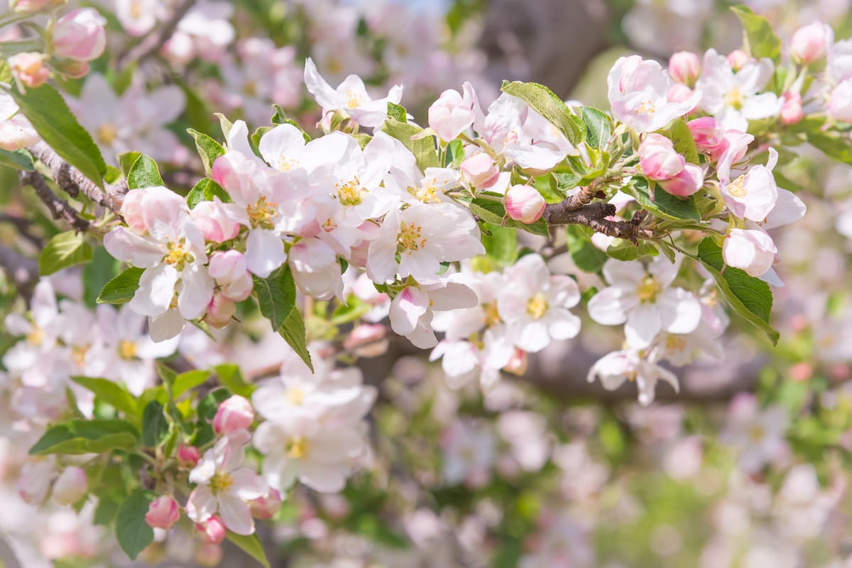 Springtime at the apple orchard