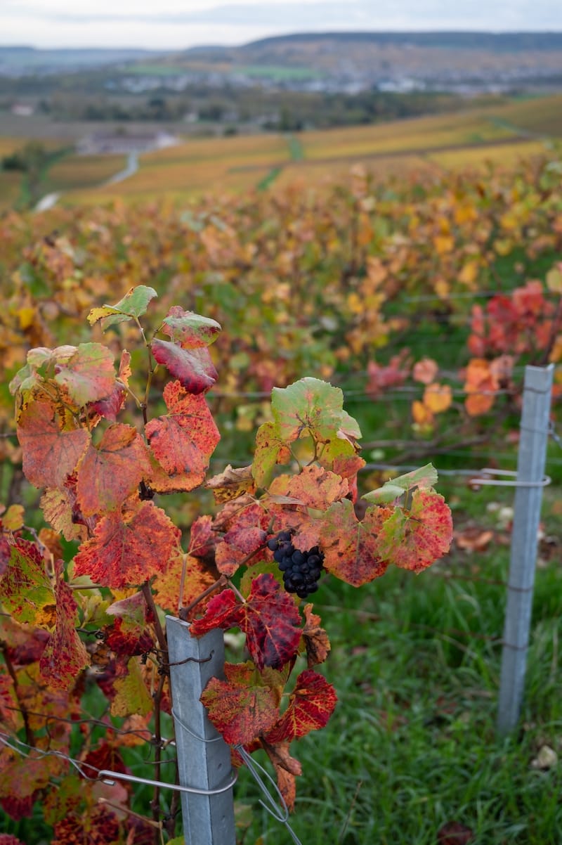 Vineyards of Hautvillers