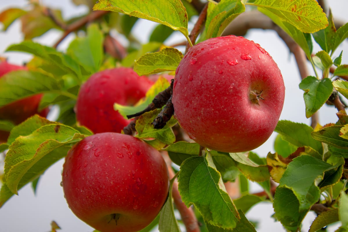 Where to pick apples in Wisconsin