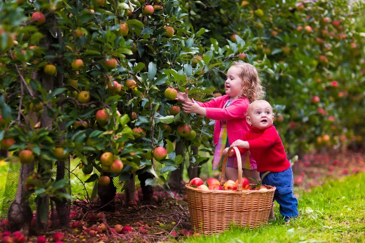 Wisconsin apple orchards are perfect for family fun!