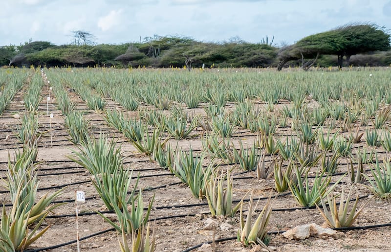 Aruba aloe plantation