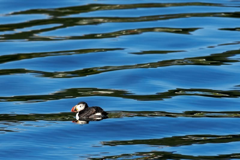 Atlantic Puffin on Malangen fjord in Tromso