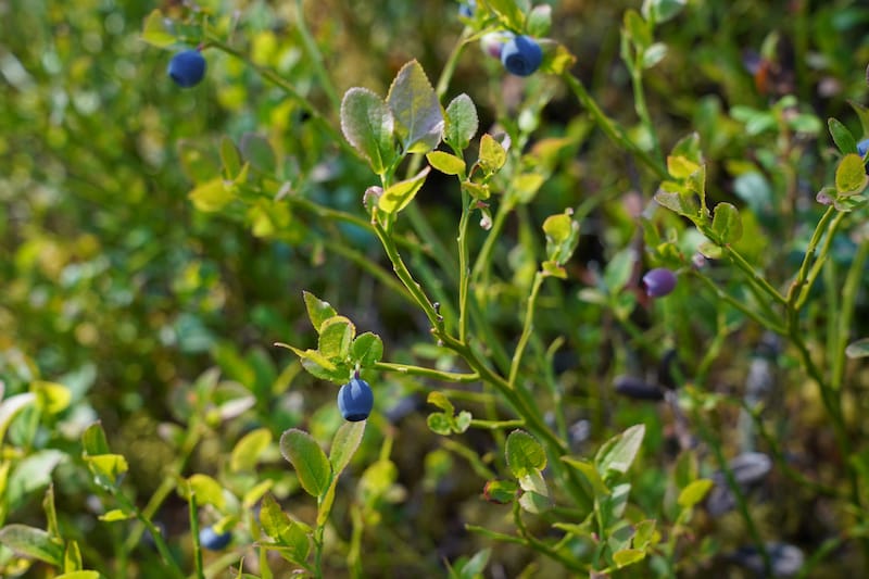 Blueberries for DAYS