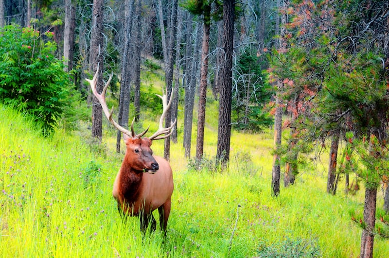 Elk in Banff National Park