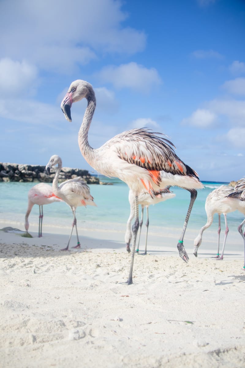 Flamingos at De Palm Island