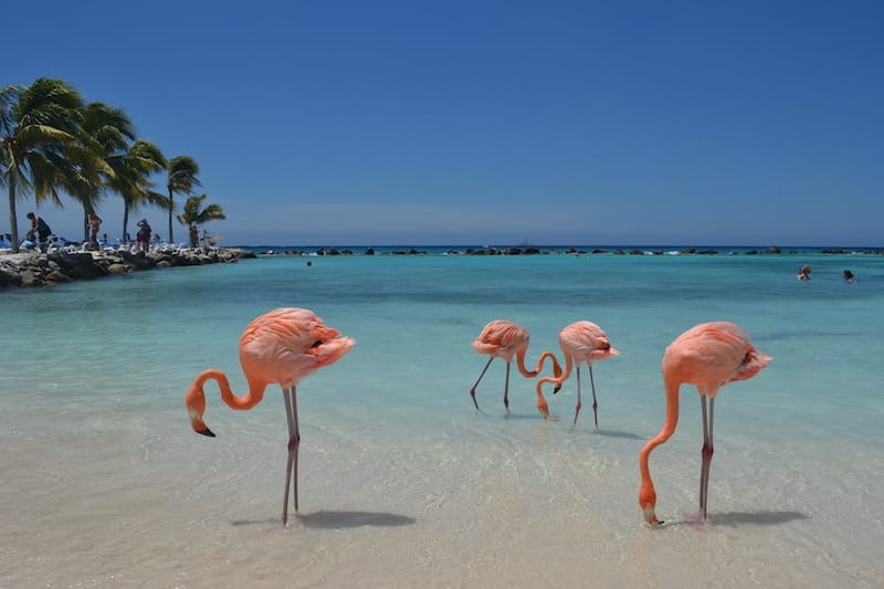 Flamingos at Renaissance Aruba's private island