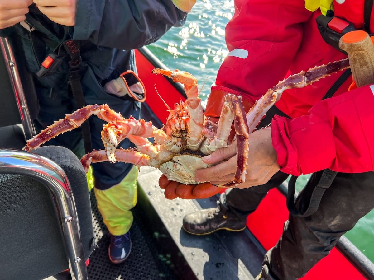 Picture is of a king crab in the hands of two people who are showing it to tourists.