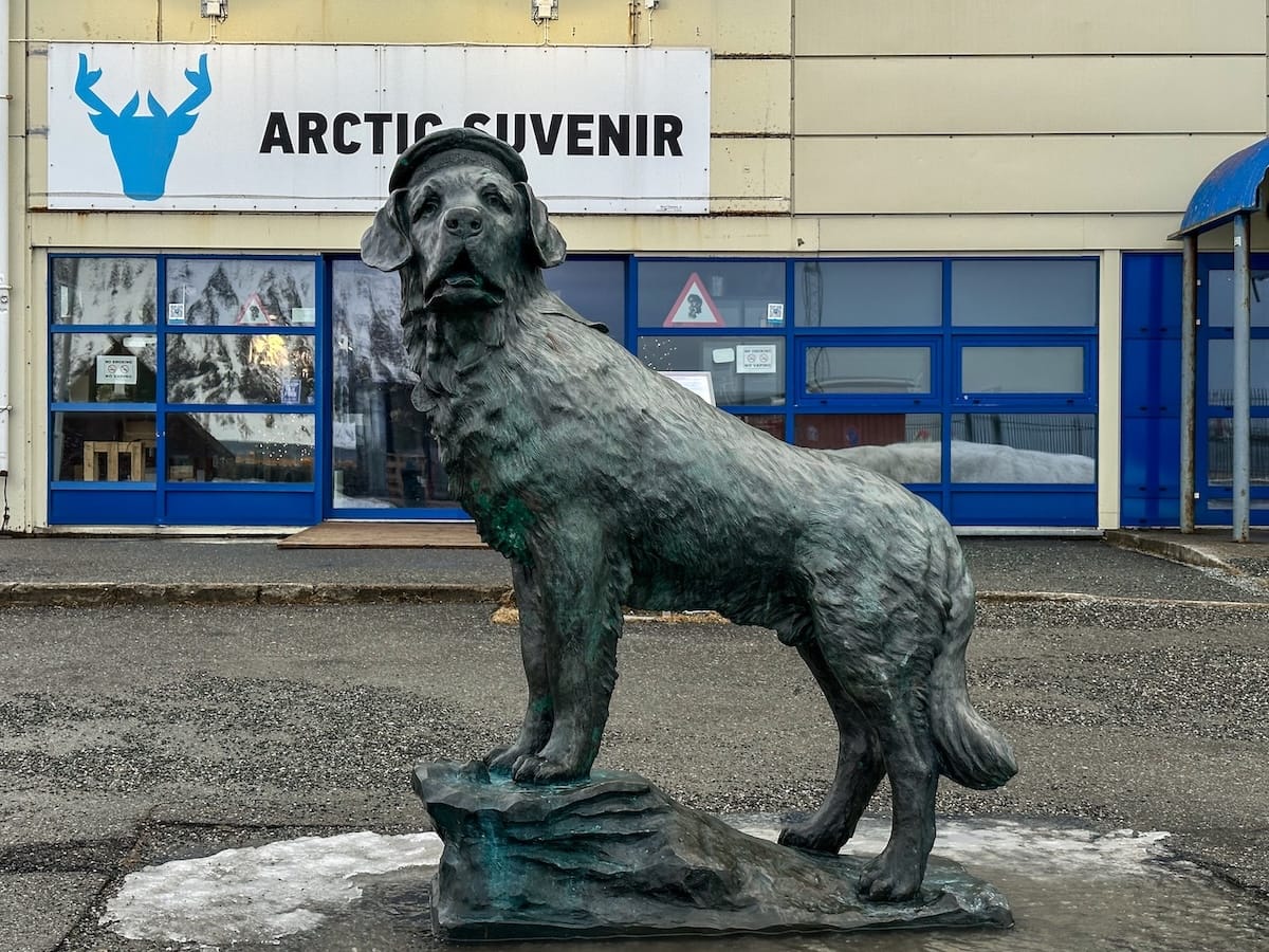 This is the Bamse statue in Honningsvåg, Norway along the harbor in front of a souvenir shop. He is a St. Bernard who helped out during WW2.