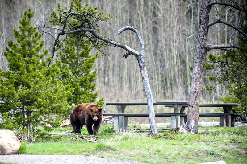 Jasper and Banff both have a lot of wildlife!