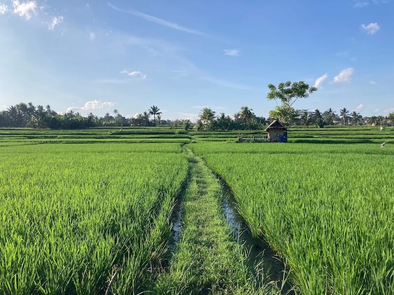 Kajeng Rice Field